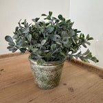 Potted plant on a wooden surface with a plain background