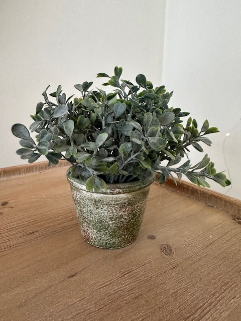 Potted plant on a wooden surface with a plain background