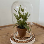 Small potted plant inside a glass dome on a wooden surface