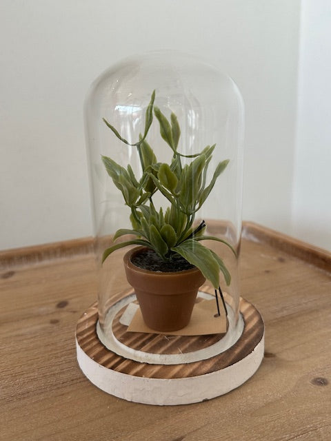 Small potted plant inside a glass dome on a wooden surface