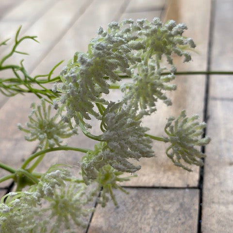 Queen Anne's Lace - 31"