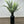 Fern Stem