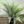 Fern Stem