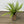 Faux Fern with Exposed Roots