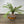 Faux Fern with Exposed Roots
