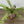 Faux Fern with Exposed Roots